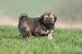 DOGUE DU TIBET 284